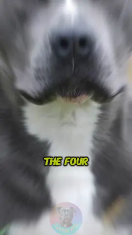 The 4 Breeds That Make Up the Pitbull Family