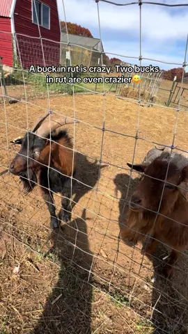 These boys🤦🏼‍♀️😅 #mrnibbles #rutseason #goats #goatbucks #goatnoises 