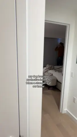 in his own world #dogsoftiktok #dog #funny #cute #fyp 