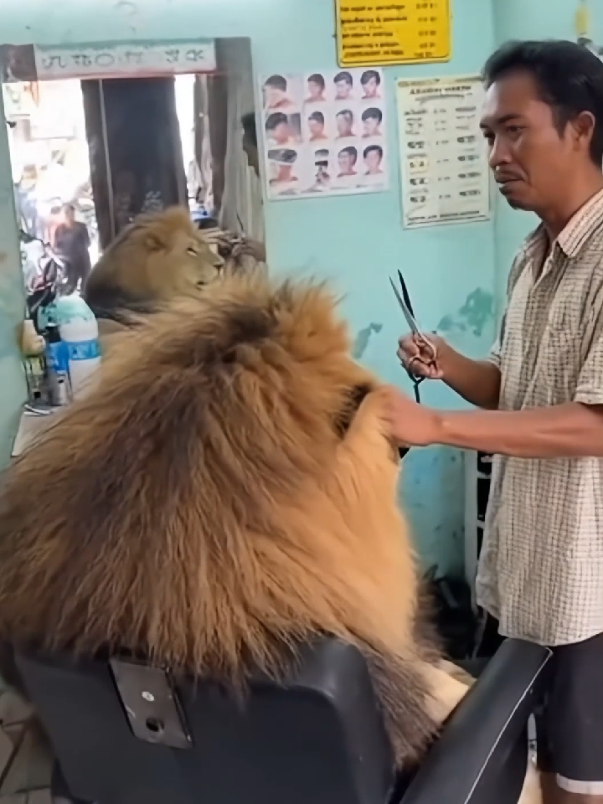 Singa pangkas rambut #animals #funnyvideos #viral #singa 