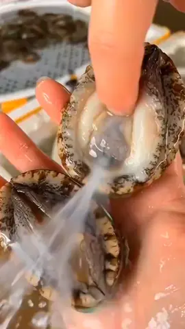 #fypシ゚viral #seafood #kerangabalone Mentahnya aja enak... Apalagi matengnya 😆😆😆🤣🤣🤣 @kerangabalone atau kerang apem... 😊☺🤭🙈🙈😂😂