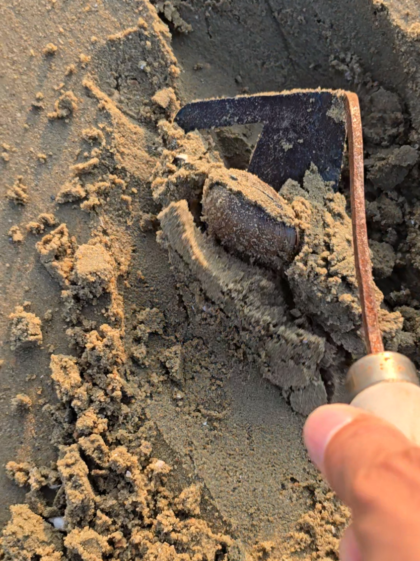 #해루질 #백합 #조개잡이 #백합무덤 #갯벌체험 