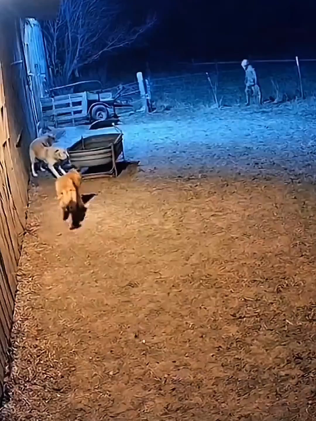 Misericórdia!!! #alien #terror #medo #cachorro