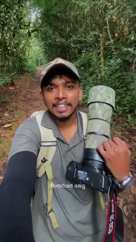 හෝටන් නෙලු දැක්කට දැකලා තිබ්බද සිංහරාජෙ නෙලු 🪻🪻😍🍃  #sansukagamagewild  #foryoupageシ #wildlifephotography #visitsinharaja #wildceylon      