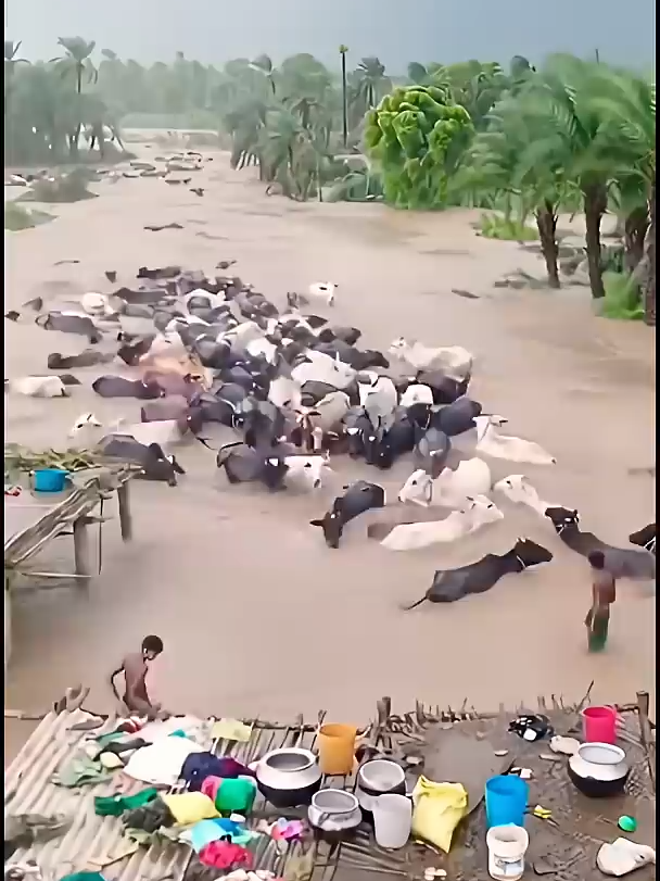 🌧️ Bhaynak Barish & Flood Disaster 2025 _ Monsoon Storm ASMR