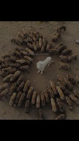 كيف حالك يا صالح قال الدنيا مصالح