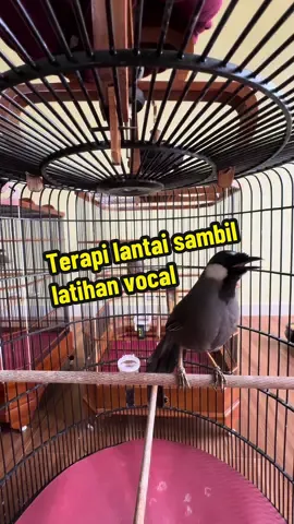 Rowo nyaut ae #poksayhongkong #cucakrowo 