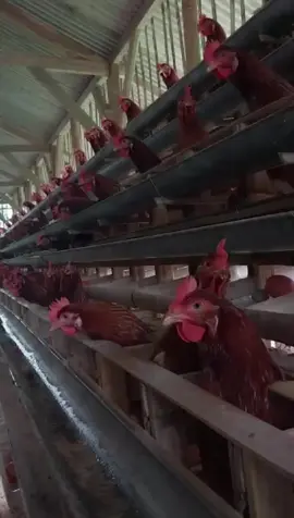 wayah e artis cinematic🐔 #peternakayampetelur #juraganmuda #farm #fyp #fory 