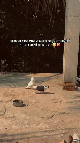 অবহেলা পেতে পেতে এক সময় মানুষ ভালোবাসা পাওয়ার আশা ছেড়ে দেয়..!😅❤️‍🩹 #foryou  #the_spydoo 