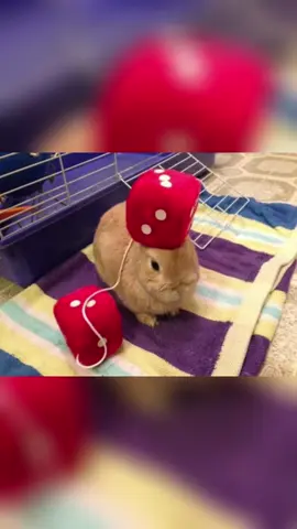 #bunny #cute #fyp #pancakes #fyppppppppppppppppppppppp 