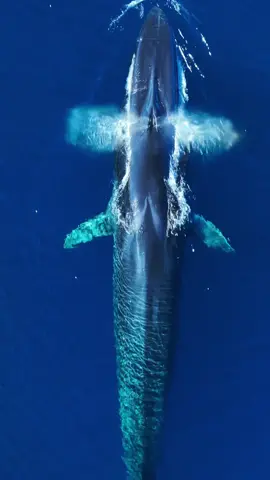 If you don’t know about Fin Whales, you better ask somebody! Absolutely beautiful animal that takes silver medal 🥈 for 2nd largest animal in the world  Taken off San Clemente Island w/ @gonewhalewatching  #finwhale #blueocean #biganimals #whalewatching #gonewhalewatching 