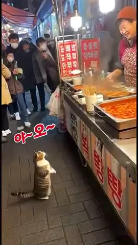#떡볶이 달라고 조르는 고양이😻, 사장님도 당황했어요😂