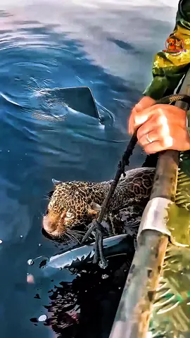 🐆❤️ “Man Rescues Injured Jaguar and Gives It a Forever Home!” 🏡💖 #Jaguar #AnimalRescue #WildlifeHeroes #FurryFriend #WildlifeConservation 