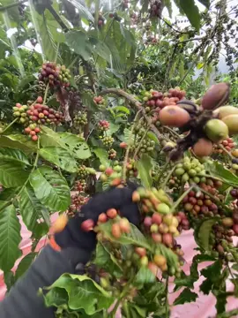 Đuối rồi nha😭😭#xuhuongtiktok #caphe 