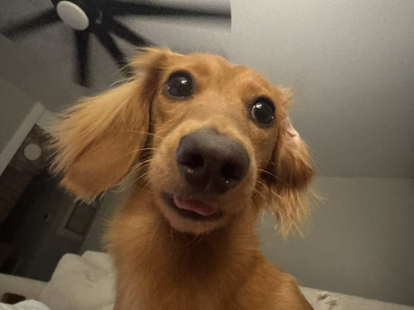 Watch my weiner dog play her video game on the iPad 😜🫶🏼 #weinerdog #weinerdogs #minituredachshund 