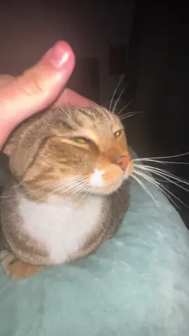 Okey 🙂👍  #LLK👑 #loveandlighttvcat #pushoutproductions #kingkitty #meow 