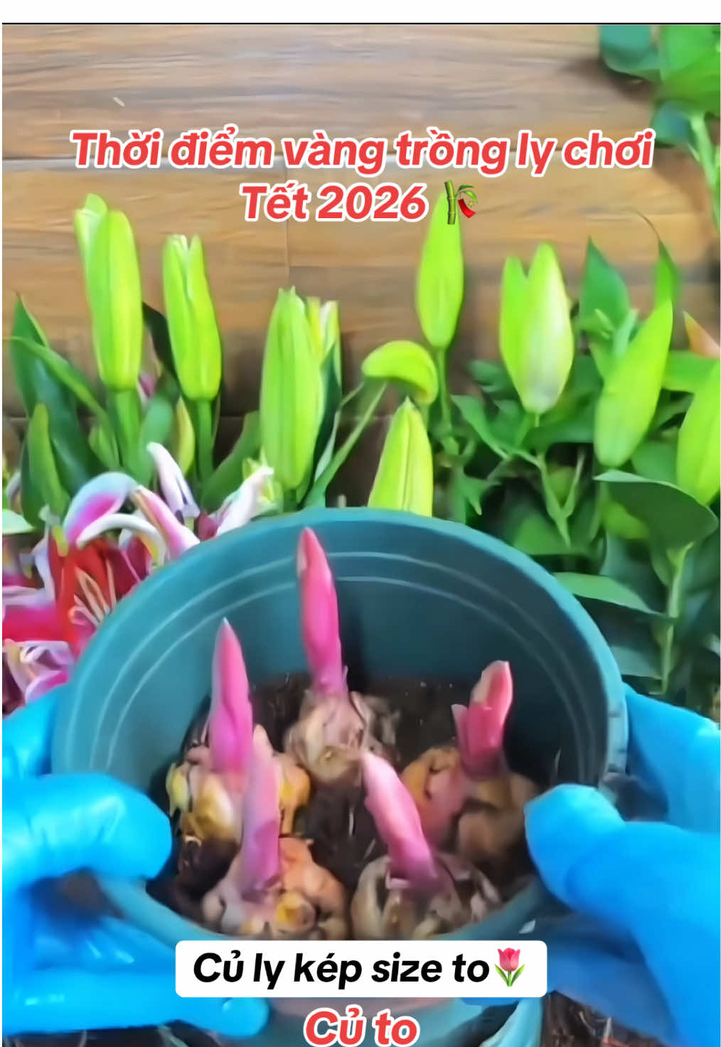 Tết năm nay mấy bà bán bông vạn thọ ế ko bán được cho e chậu bông nào rồi 😀 #hoalykep #hoaly #tết #viral  @Khởi Nghiệp GenZ  @Khởi Nghiệp GenZ  @Khởi Nghiệp GenZ 