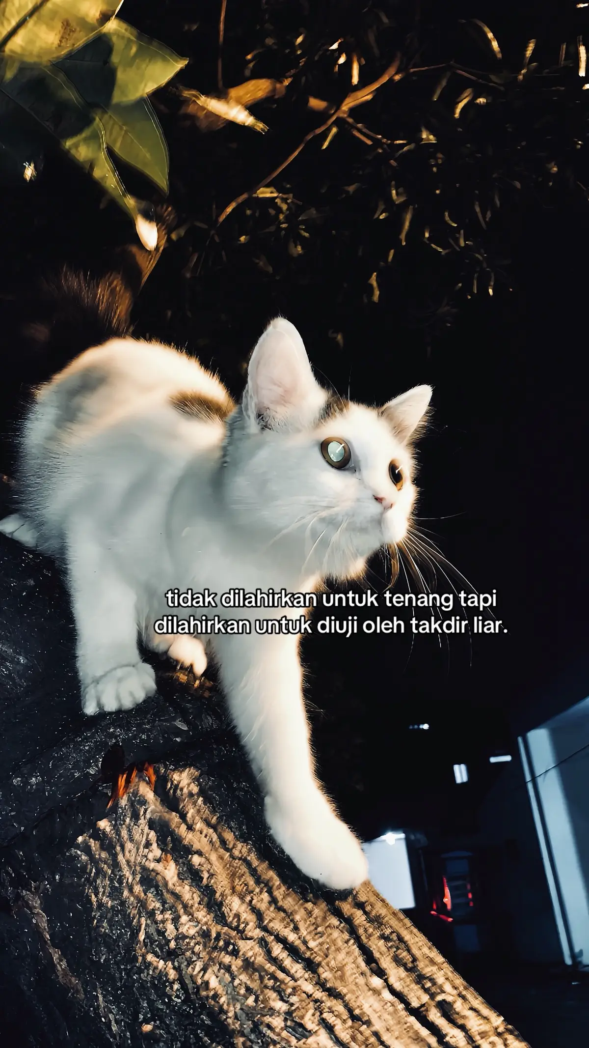 #foryoupage #4u #fyp #masukberanda 