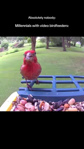 I’d say I’m sorry for posting this, but I’m not. #millennials #birdfeeders #funny 