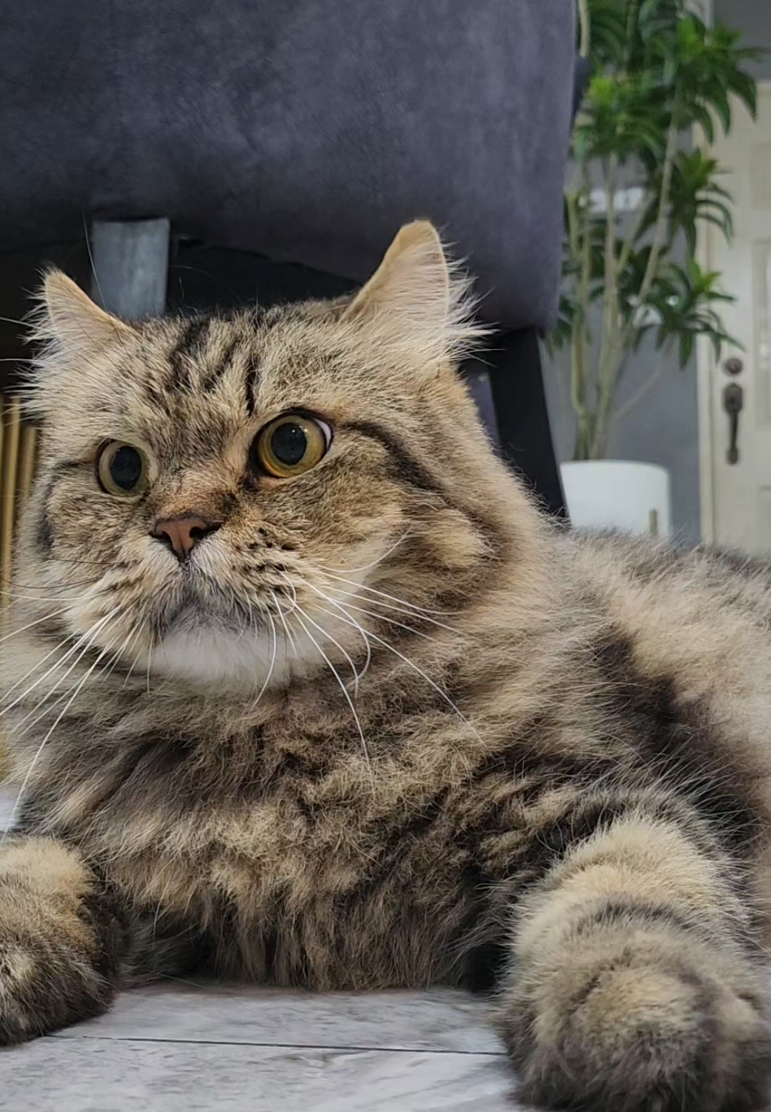 Saya Tak Buleh Lupa.. #cat #catlover 