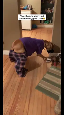 7 years ago and still funny 😂 #greatdanes #dogtok