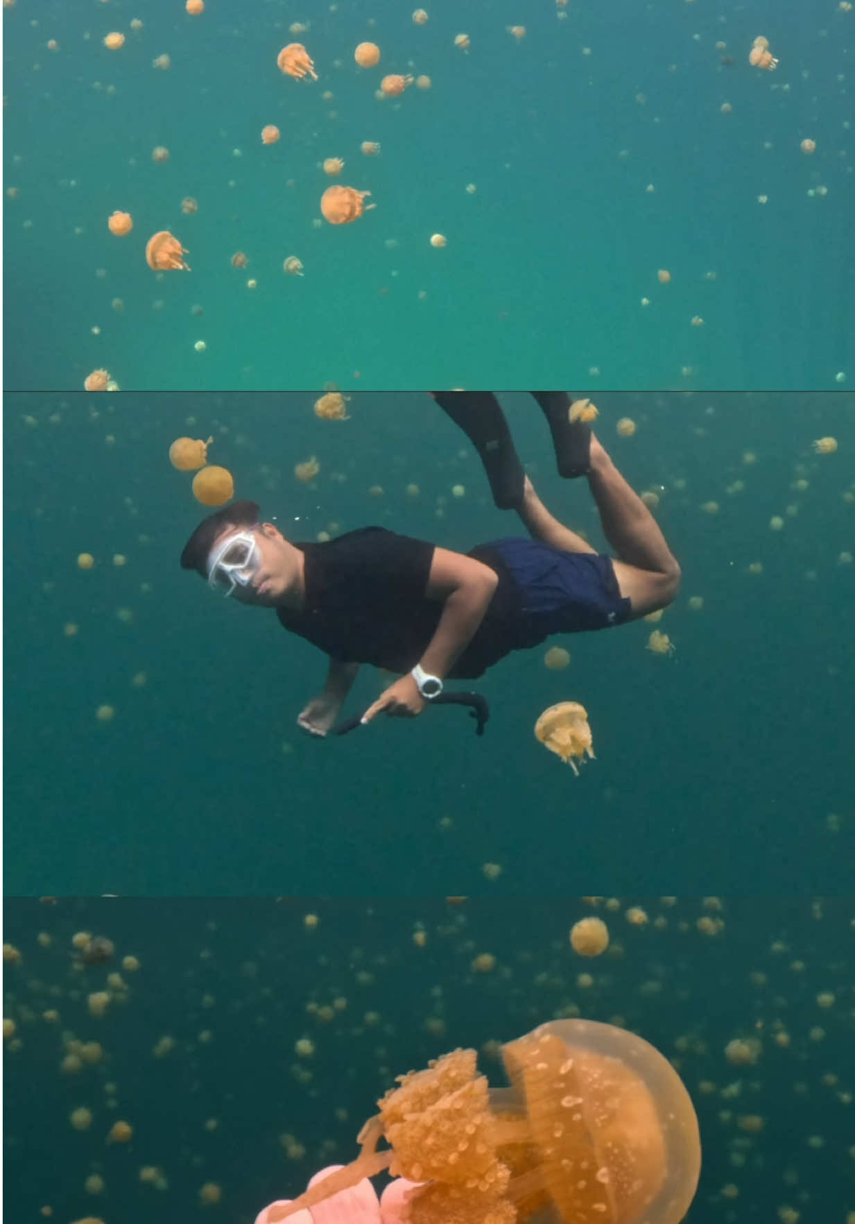 Always falling in love with these jellies 🫶 #CoachPilyo #Freediving #jellyfish #fyp #sohotoncove 