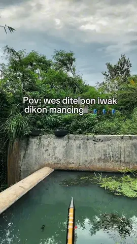 Digaskeee boloo🚀 #microfishing #mancingmania #storymancing #fyp #4u 