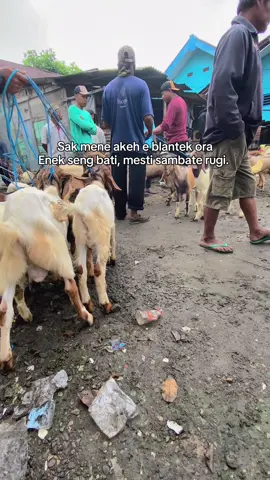 #pasarkambing 
