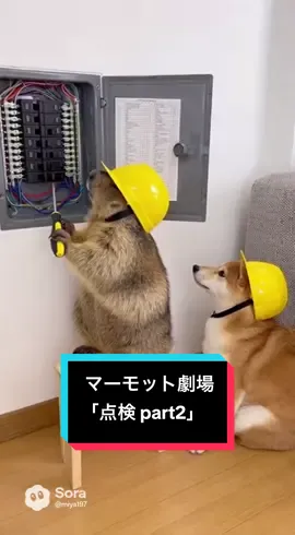 【マーモット劇場】ブレーカー盤の点検中のマーモットとしば犬| Marmot and Shiba Inu inspecting the breaker panel #aiart #funny #shorts #マーモット #dog 