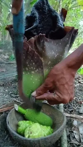 bunga pohon talas #fyp #trending 