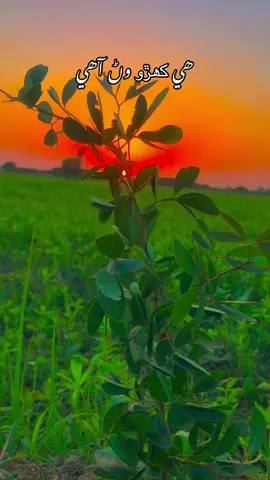 ھي ڪھڙو وڻ آھي#فوزیاسومرو😔🥹❤️ #sindhisong🥀 #sindhisong🥀 #5millionviews #fypシ゚viral🖤tiktok☆♡🦋myvideo 