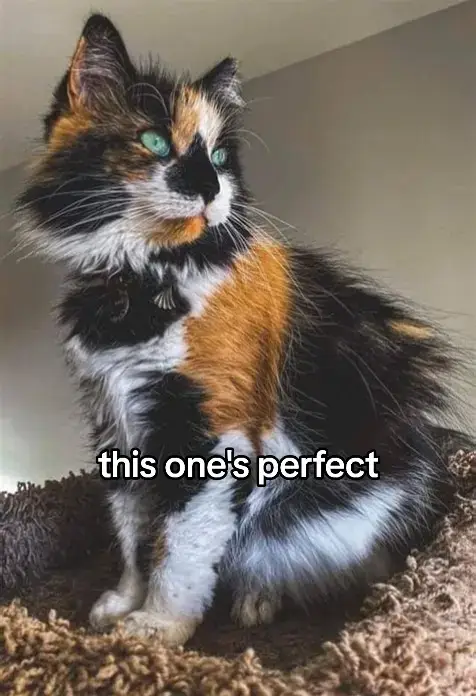 literally everyone thinks she's adorable bc of her scrungly ear and they're right. she's my little dude 🥹 if u look close enough at the second photo you can see she has a tattoo in that ear :) #wabisabi #cat #catsoftiktok 