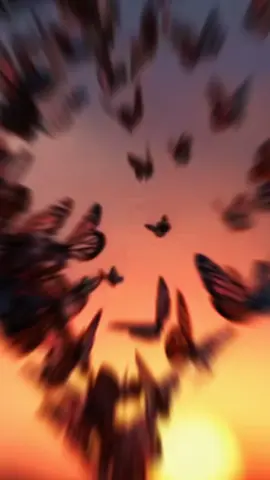 #sdqa tery ishq ka#foryoupage #viral #fypシ゚ #fyppppppppppppppppppppppp 