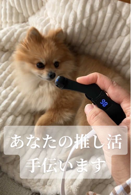 固定できるからスラる必要もないね💓 これでぽん活捗るよお😎✌️ #ポメラニアン #可愛いペット #犬のいる生活 #tiktokshop #TikTokShopこれ買い