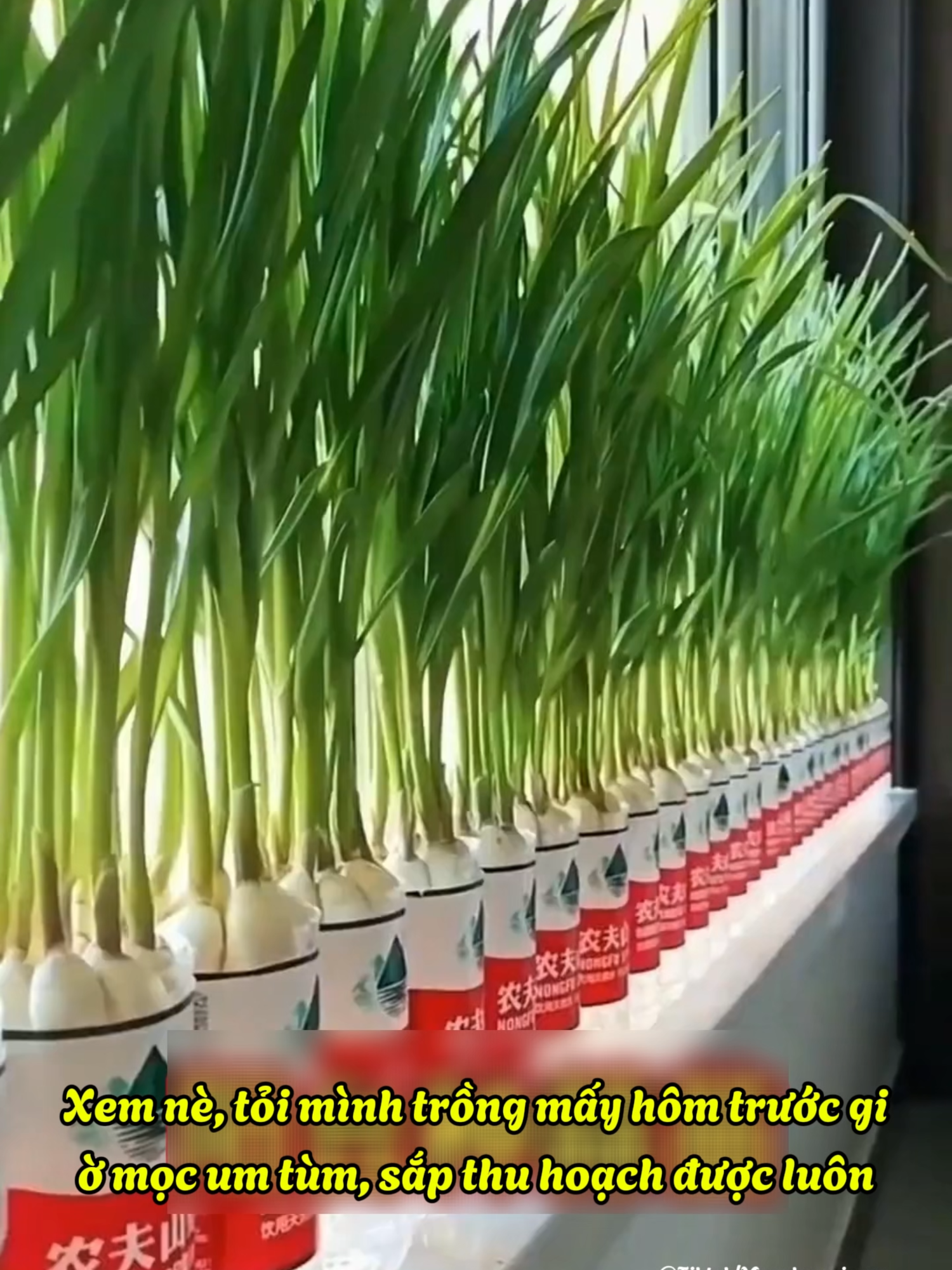 Cách trồng tỏi trong chai nhựa – Rau sạch ăn quanh năm, cực dễ làm tại nhà! #trongcay #rauxanh #songxanh #chamhoa #chiasemeohaymoingay #meovatcuocsong #thucphamsach #taichechainhua