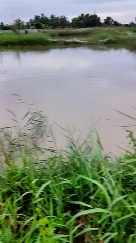 nước và trời#canhdep #canhthiennhien #bentre71🌴🥥 #mientayquetoi 