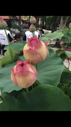 Mỗi người một số mệnh… #xhtiktok 