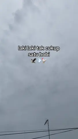 Sess🔥#kicaumania #rxkingindonesia #ayambangkokindinesia #pageforyou_🔥 #kalanganpemuda 