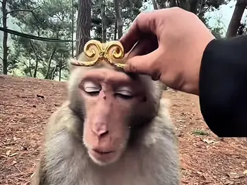 Tề thiên đại thánh 🔥 #ngokhong #tethiendaithanh #daoly #xhtiktok #fyp 