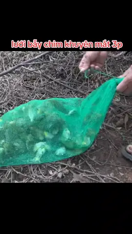 lưới bẫy chim tàng hình #luoibaychim #luoitanghinh 
