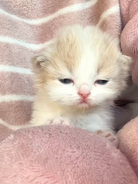 kitten's hiccups are cute~ #hajime #kitten #kittendaily #kittenlove #kittenhiccup #kittenoftiktok