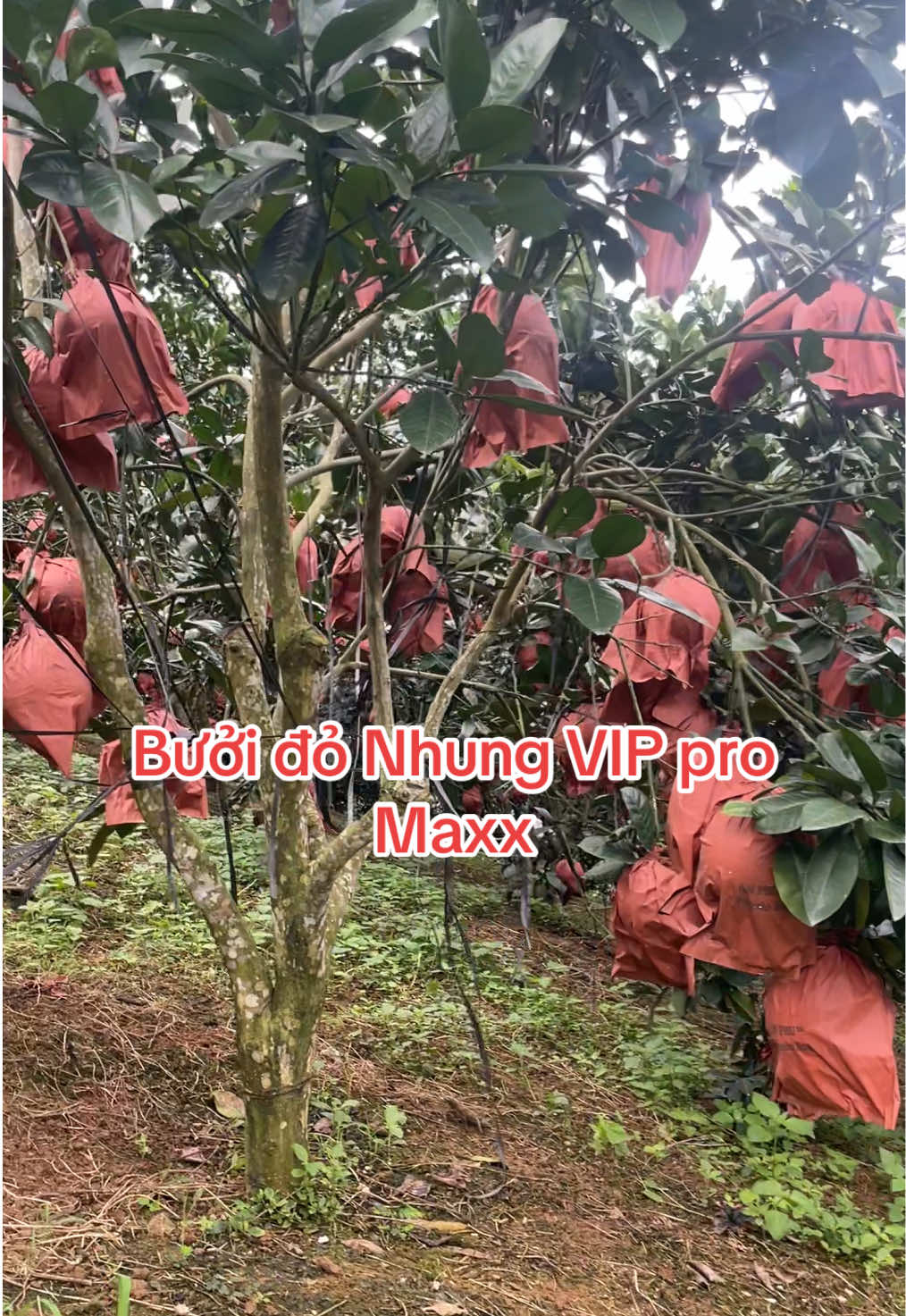 Bưởi đỏ Nhung VIP pro max #buoidonhung 