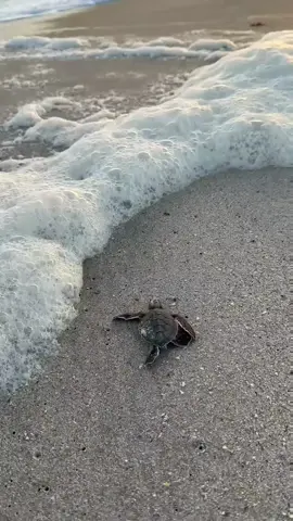 He got flipped over and confused in the foam, but we helped him get back on track. Every little turtle deserves a chance! It was an honor to witness this moment. 🙏