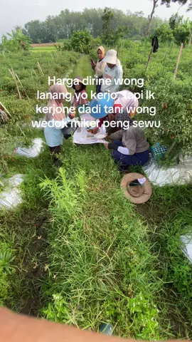 Dicintai hama dibenci wanita #petanimuda #agriculture #xyzabc #fyp 