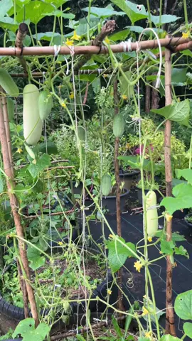 ผักข้างบ้าน ปลูกทุกอย่างที่กิน