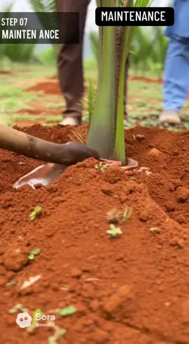 Maintain your palm to keep them healthy #viraltiktok #palmer #agriculture #maintenance #oil 
