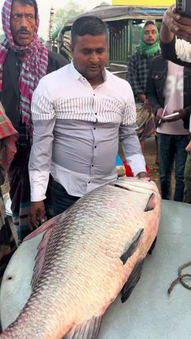 পদ্মা নদীর সুস্বাদু বিশাল বড় বোয়াল মাছ 