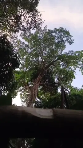 không biết có gì ở trên mà nhiều bướm bay vậy nhỉ 