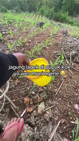 😭😭😭😭 #Ratau_epyepe #tuban24jam #xybzca #petanimuda 