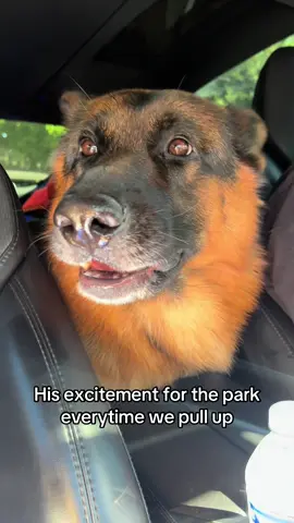 Dog talks #germanshepherd #gsd 